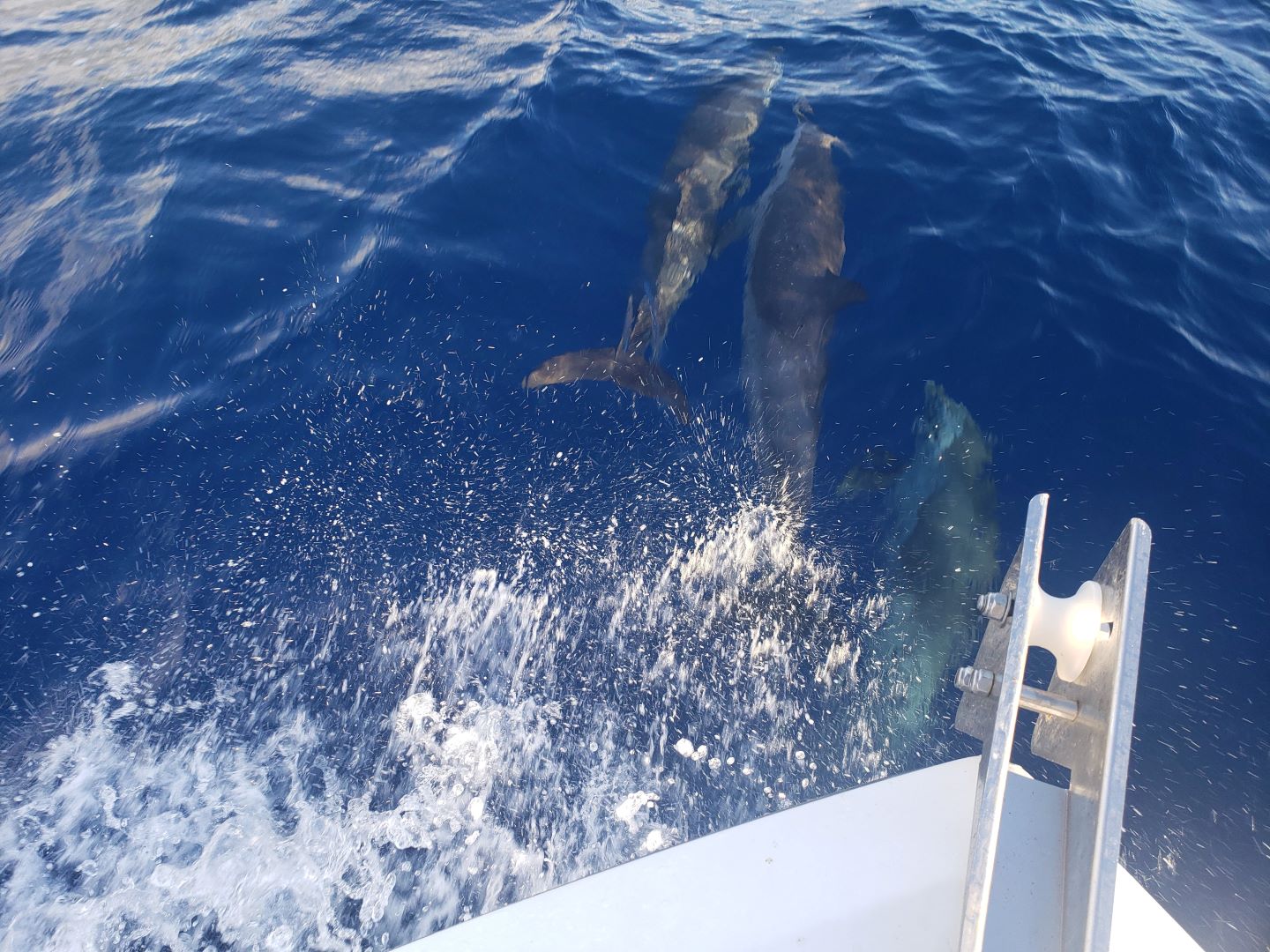 Dolphins on the bow